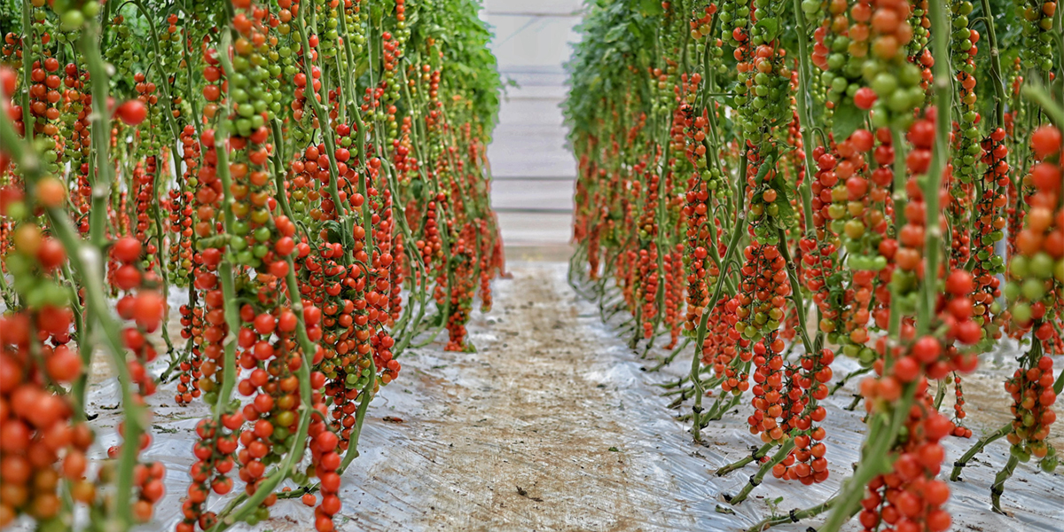 BASF | Nunhems presenta il ciliegino Daivion F1: resistente e produttivo